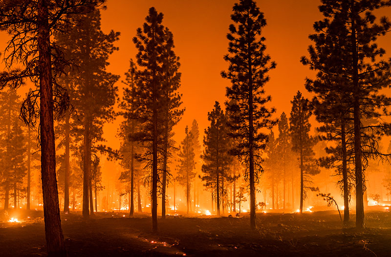 Beyond Destruction: The Ecological Impact of Wildfires
